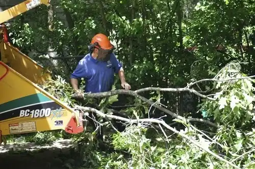 tree services Glenmoor